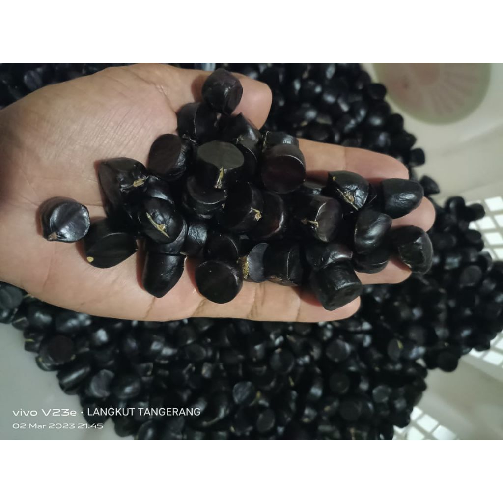 

Jaling Kabau , Jolang Jaling , Kuwau Sumatra