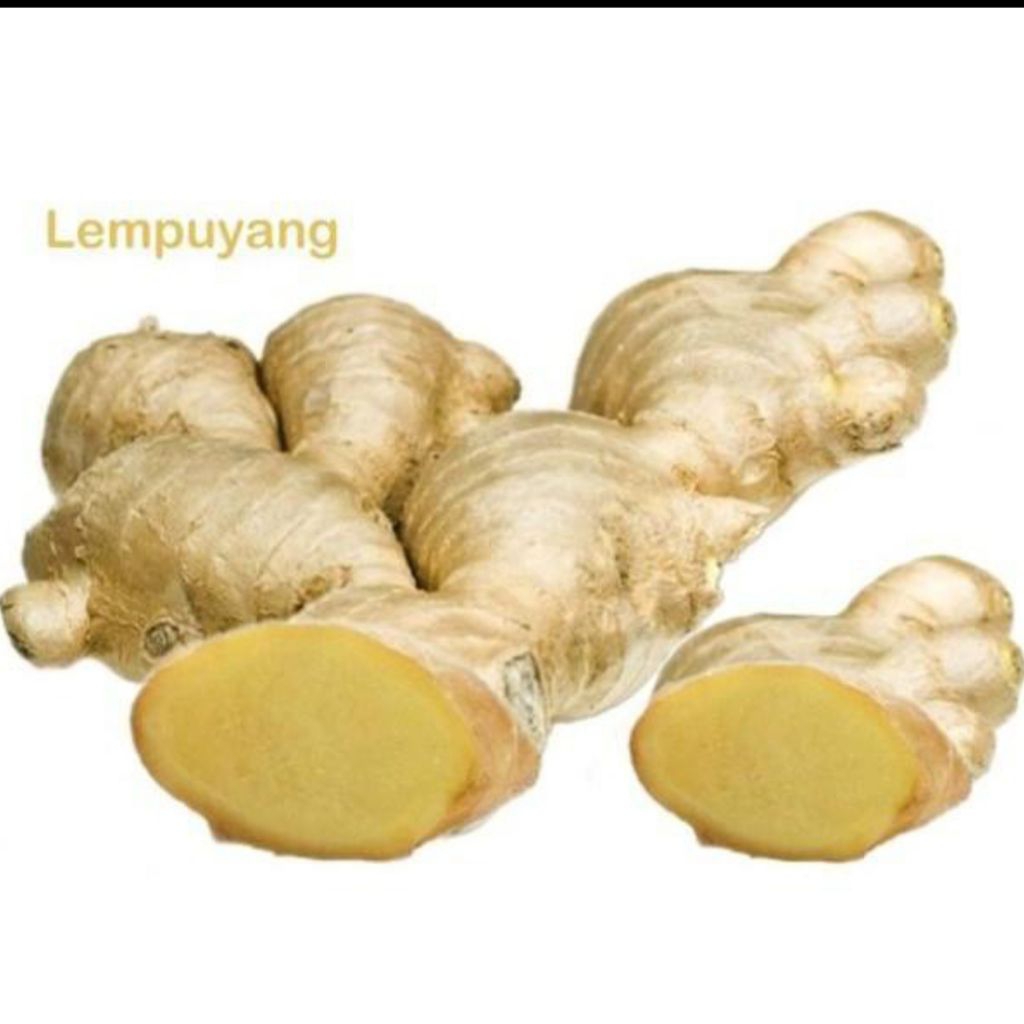 

Lempuyang segar 1 kg
