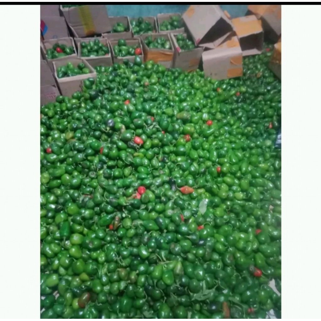 

cabe gendot fress 500g