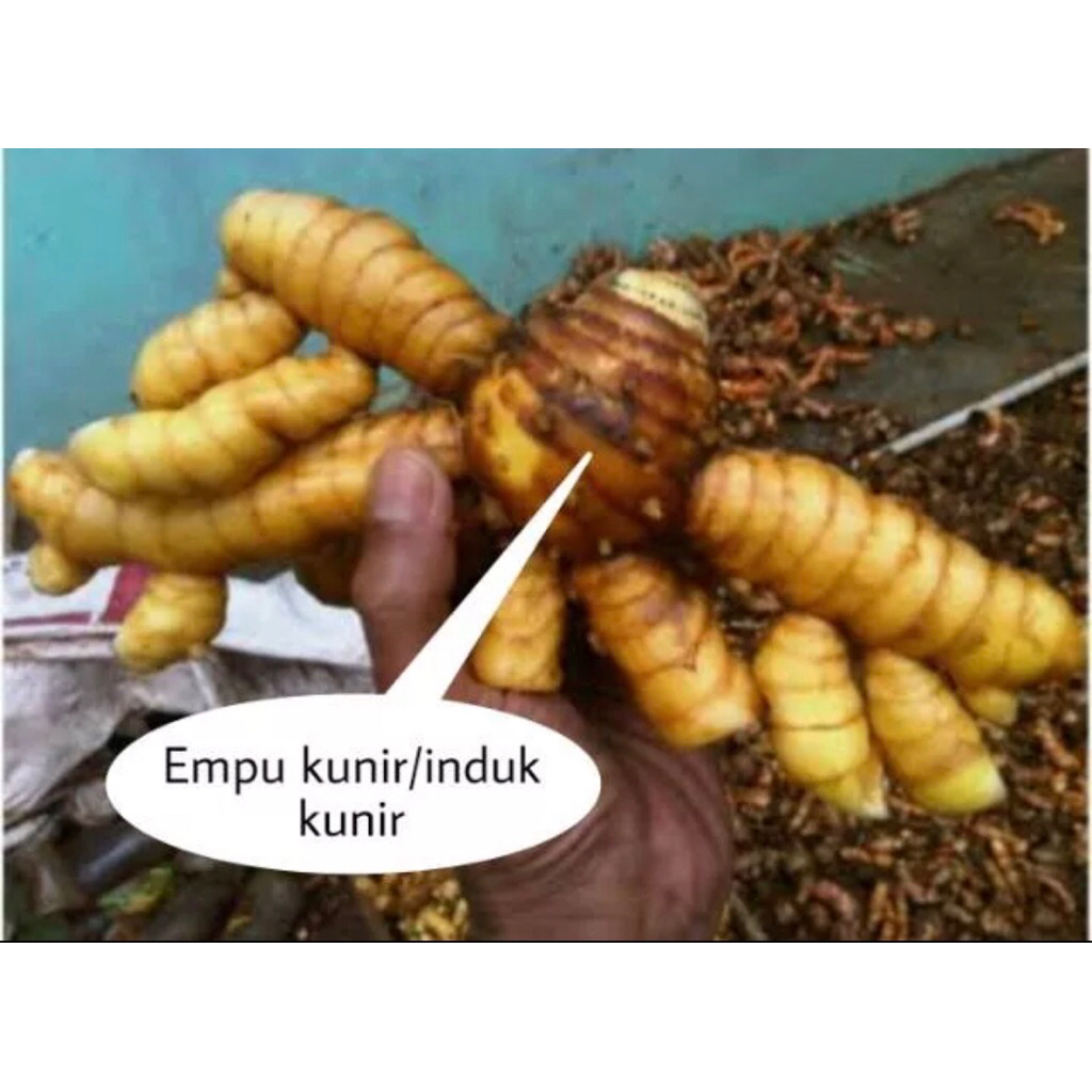 

Biang kunyit 500 gram