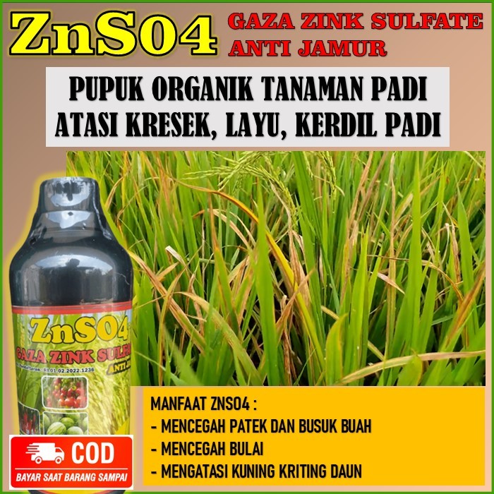 ZNSO4 GAZA ZINK SULFATE PUPUK ORGANIK ATASI KRESEK, LAYU DAUN, KUNING DAUN, KERDIL PADI DAN HAMPA PA