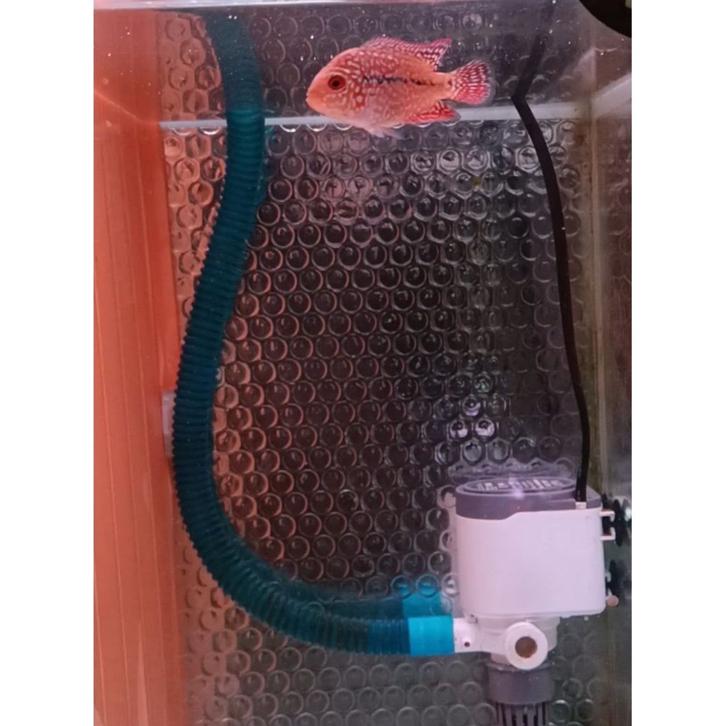 GB Kamfa (paket 3 ekor) 100%real pict