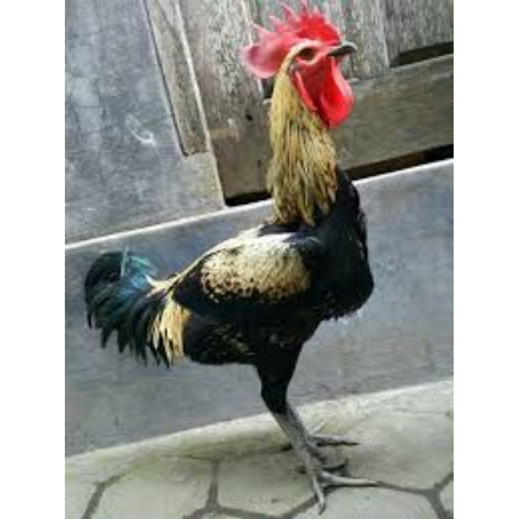 

Paket hemat 5 Telur Ayam Pelung Wido Durasi panjang Fertil Buat ditetaskan