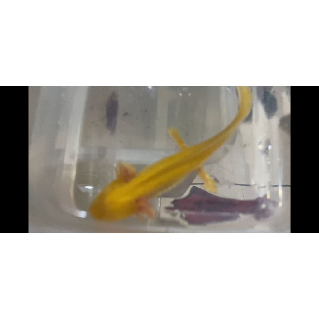 pesanan ahong 5ekor axolotl