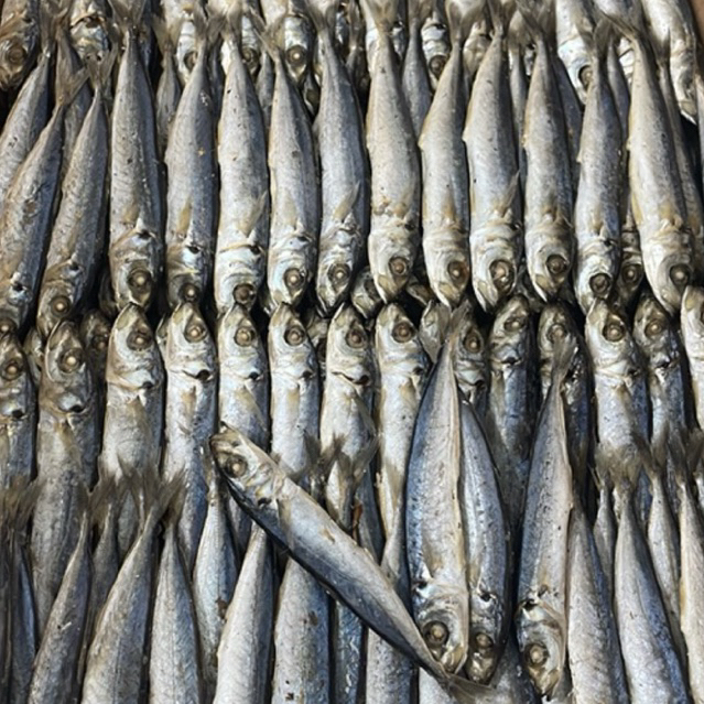 

OGAK REBUS / IKAN DENCIS REBUS SUPER