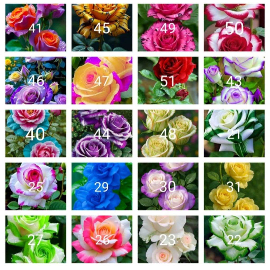 Tanaman hias bunga mawar paket 20 jenis2x bunga