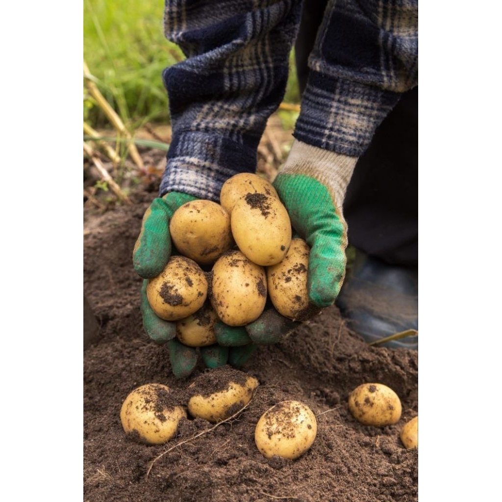 

Kentang Besar ABC segar,Cocok untuk Katering, Warung Makan, dan Cocok untuk Goreng, Perkedel, Sop – 1kg