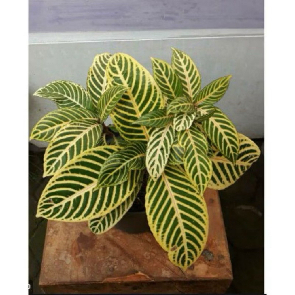Tanaman Hias Aphelandra Kuning / Tanaman Aphelandra Murah / Aphelandra Murah