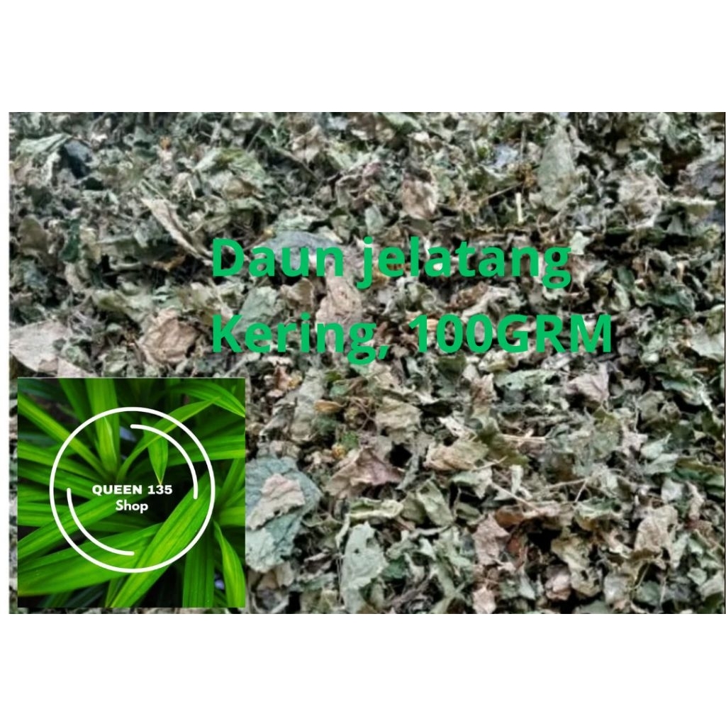 

daun jelatang kering 100,GRM