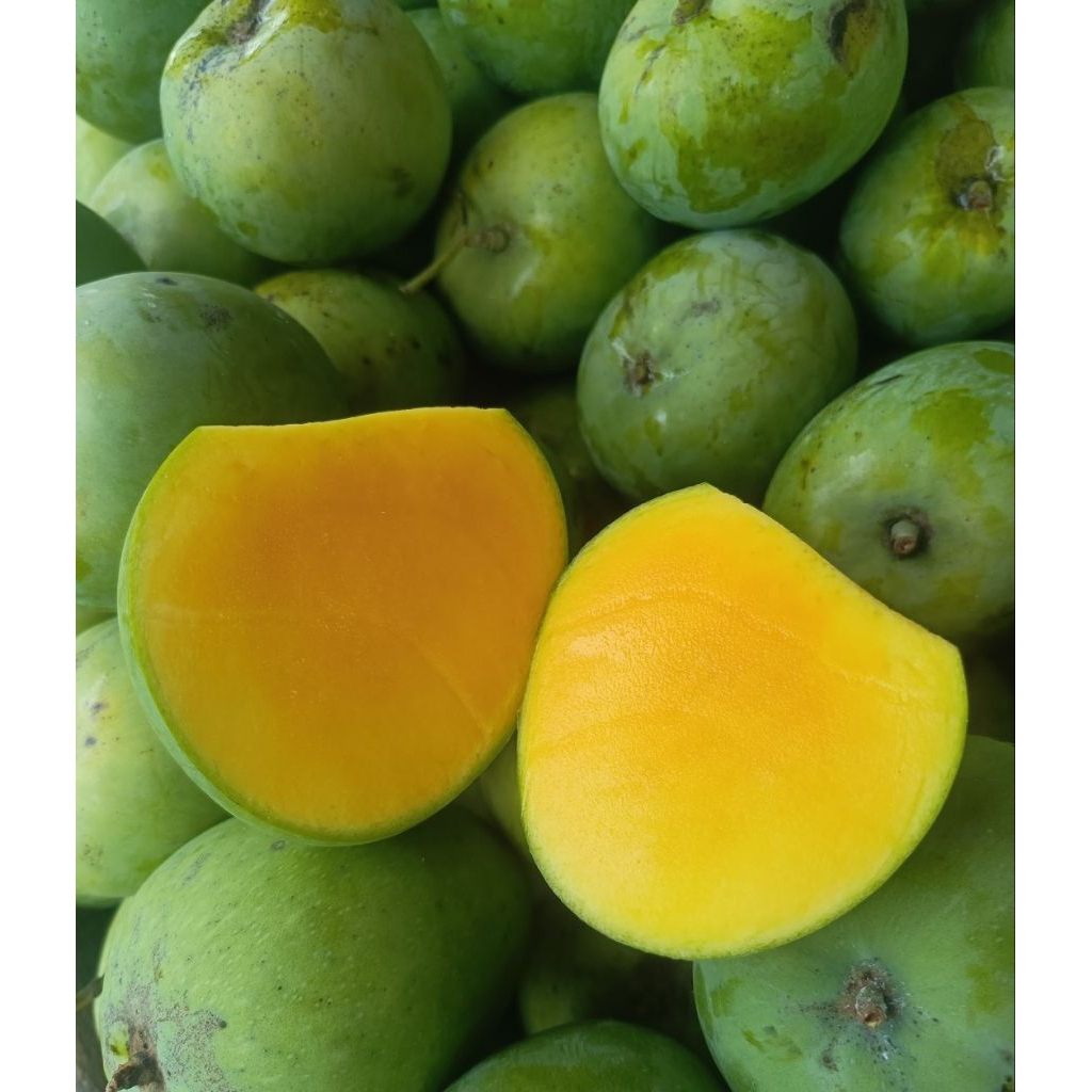 

Mangga Fresh