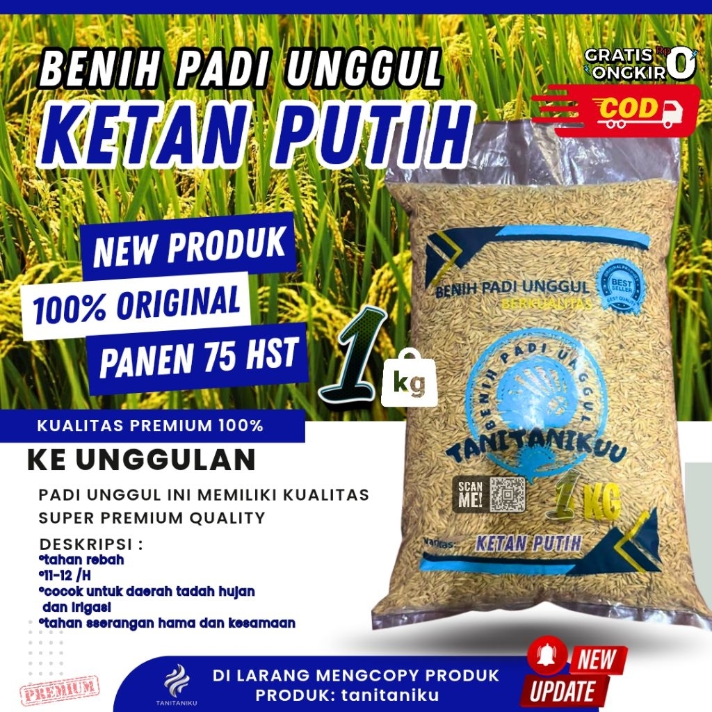 BIBIT PADI BENIH PADI UNGGUL UNGGUL BERKUALITAS KETAN PUTIH 1KG