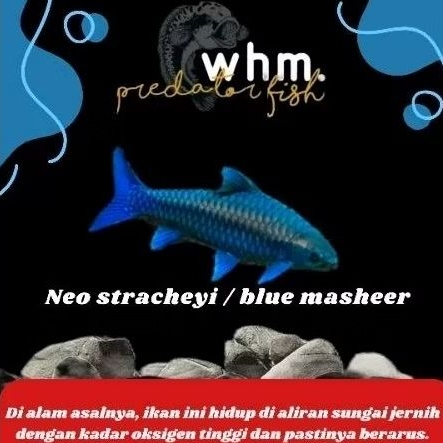 Neo stracheyi Import Thailand  / blue masheer 8-9 cm ( PROMO TERMURAH) (mainan ikan)