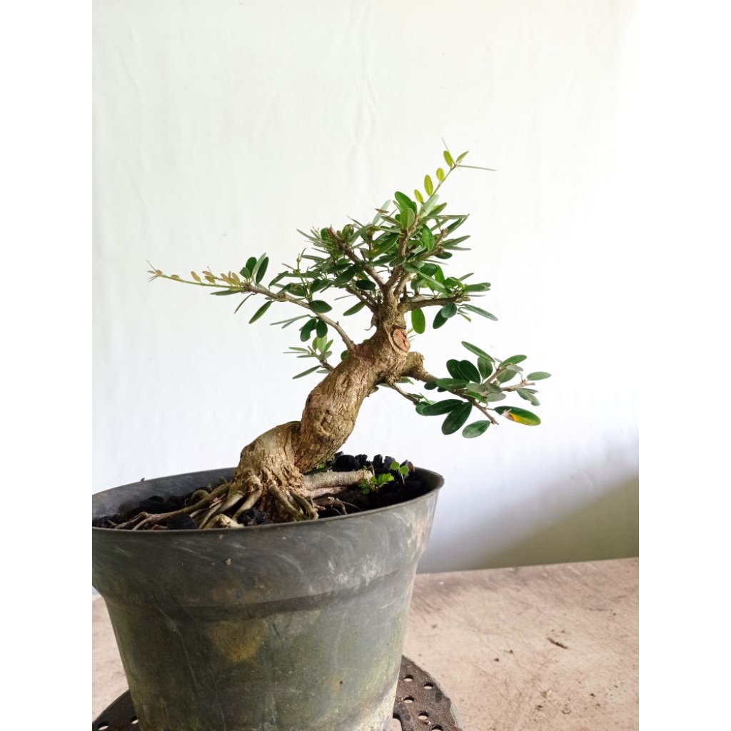 Bonsai Saeng Simbur Vietnam