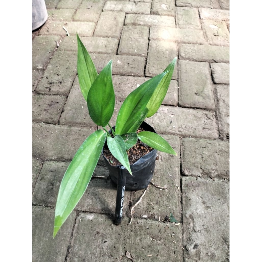 Epipremnum Amplisimum Hijau Anakan