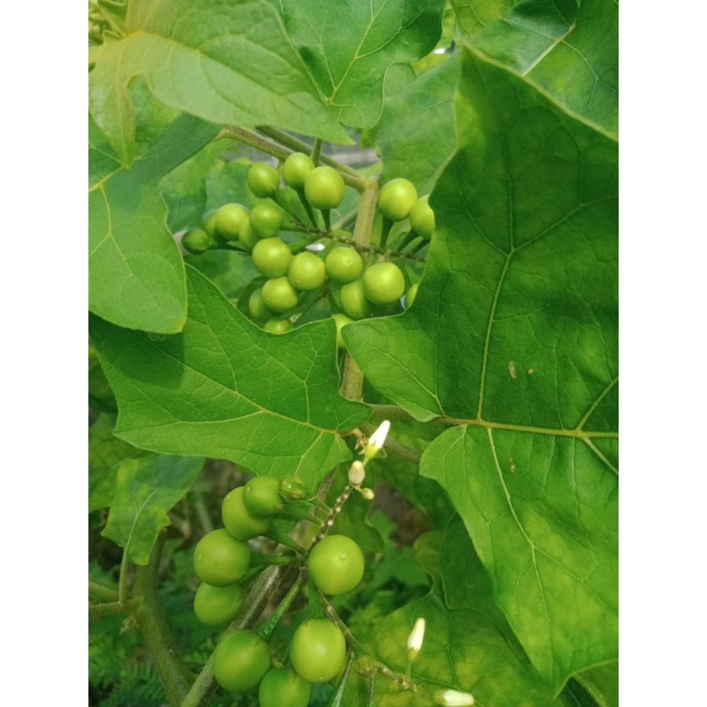 

buah cepokak murah/pokak segar 300g/samsul.herbal1