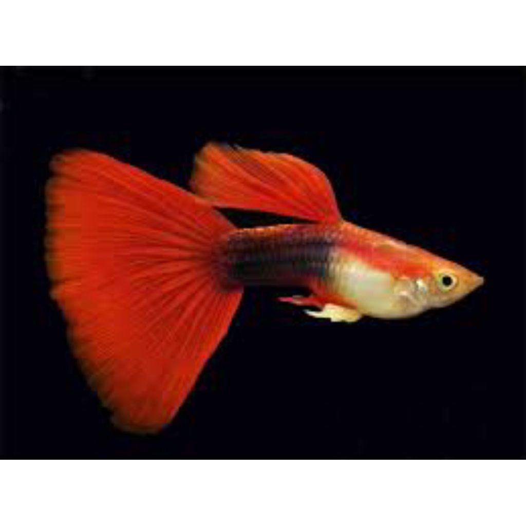 HB Red Guppy