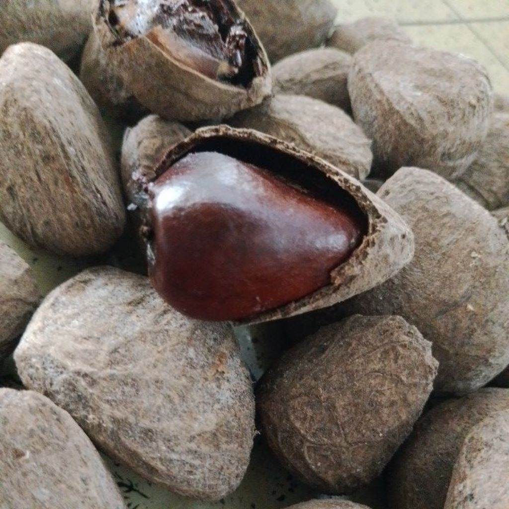 

Kluwek /Kucung Pilihan fresh 1 KG