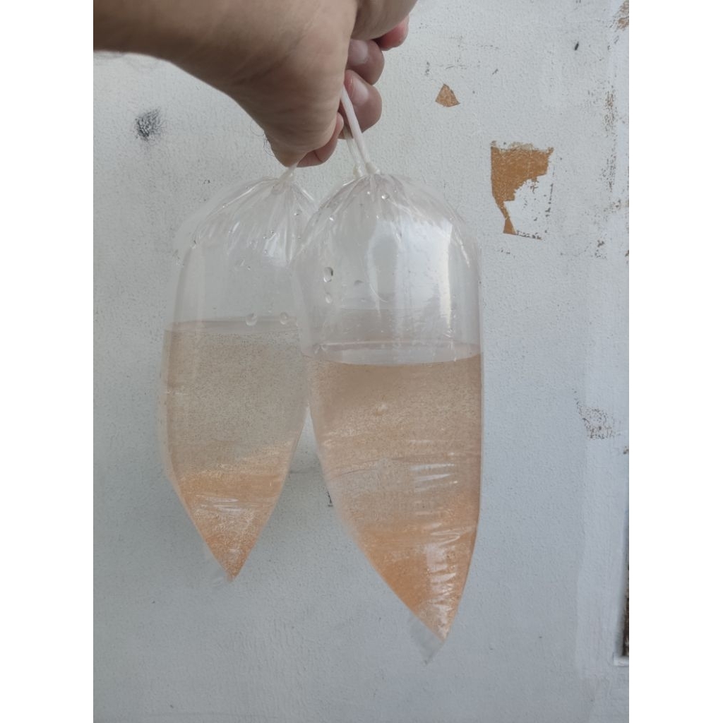 artemia hidup PO H-1