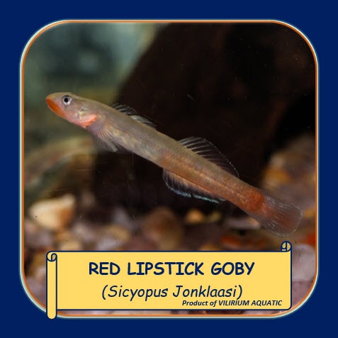 IKAN HIAS AIR TAWAR - GOBY BIBIR MERAH / GOBY RED LIPS / RED LIPSTICK GOBY (IKAN AQUASCAPE)