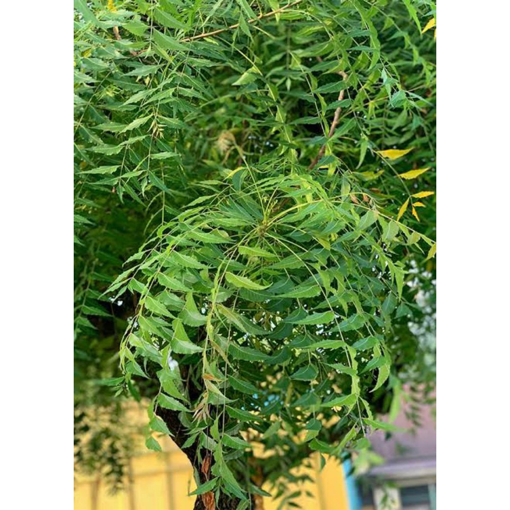 

Daun mimba fresh langsung petik harga 1kg