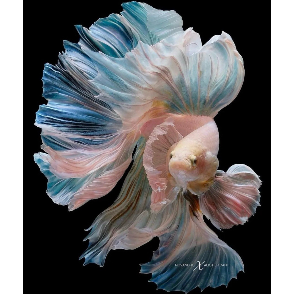 CUPANG HALFMOON ROSETAIL GENETIC A+