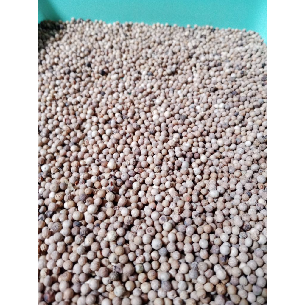 

Lada putih / merica putih