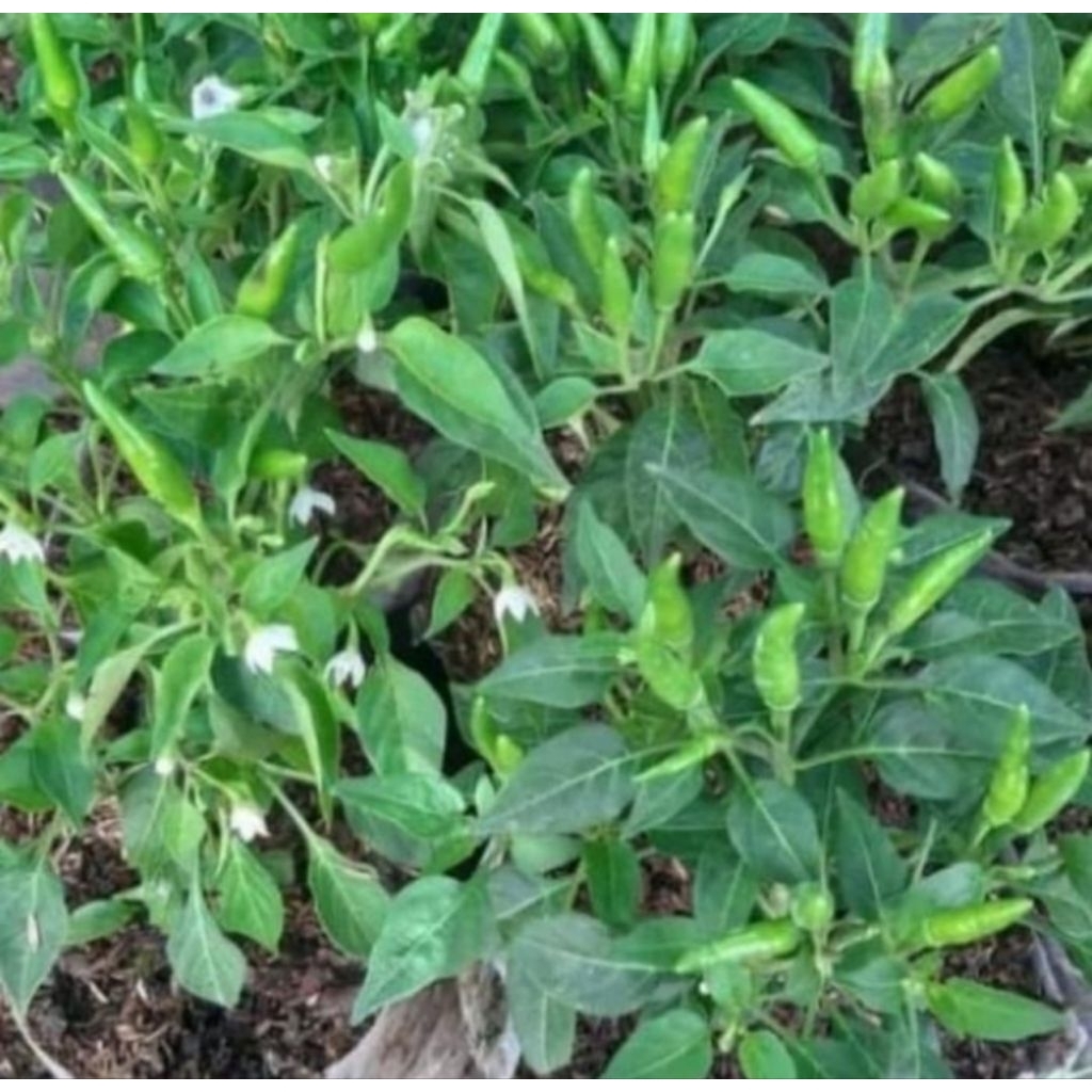 

Cabai rawit setan sudah berbuah - pohon cabai rawit hijau