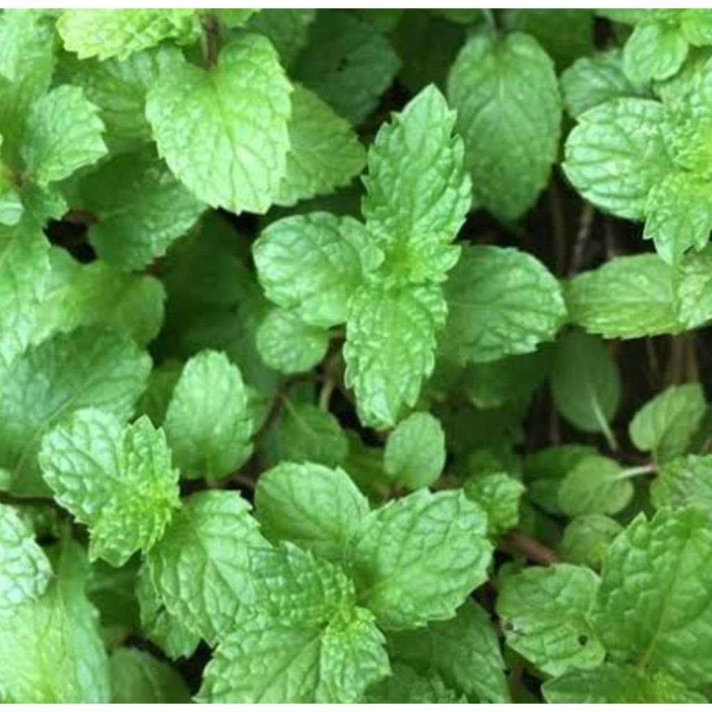 

Paket 300 gram daun mint segar petik langsung-az