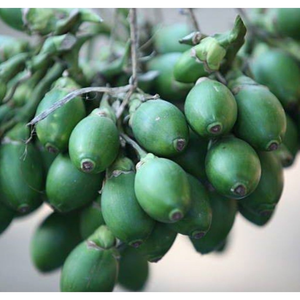 

Paket 500 gram buah pinang muda segar-az