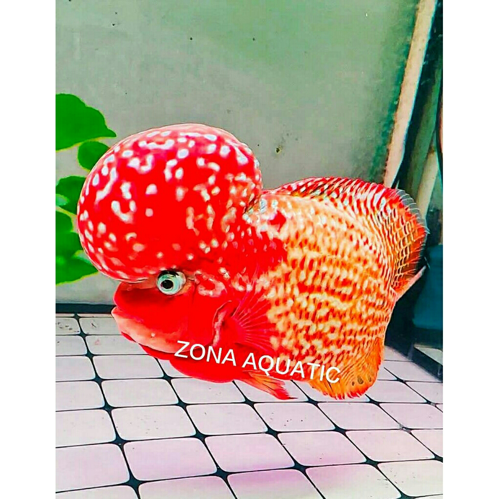 Zona Aquatic Burayak KAMFA f1 Classic super