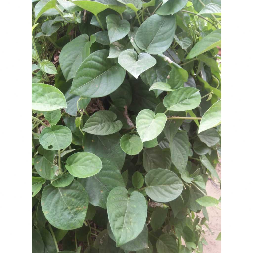 

Daun Sembukan atau Daun Kentut Segar petik langsung kebun