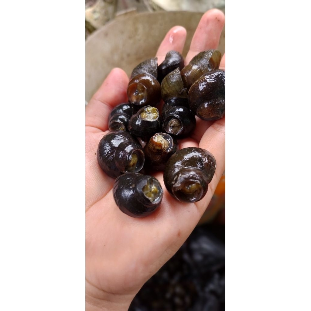 

Tutut Frozen 700 gram sudah dipotong buntut