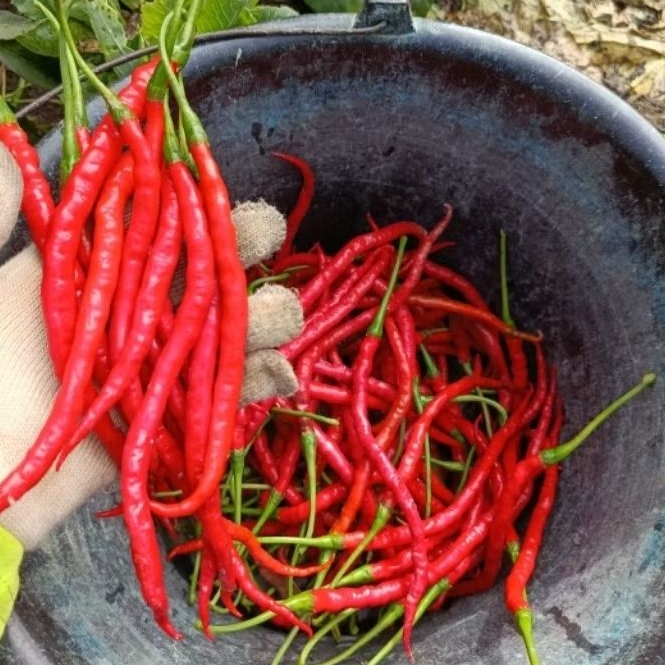 

Cabe Merah Keriting Pedas CMK Uk 500gr / 1kg