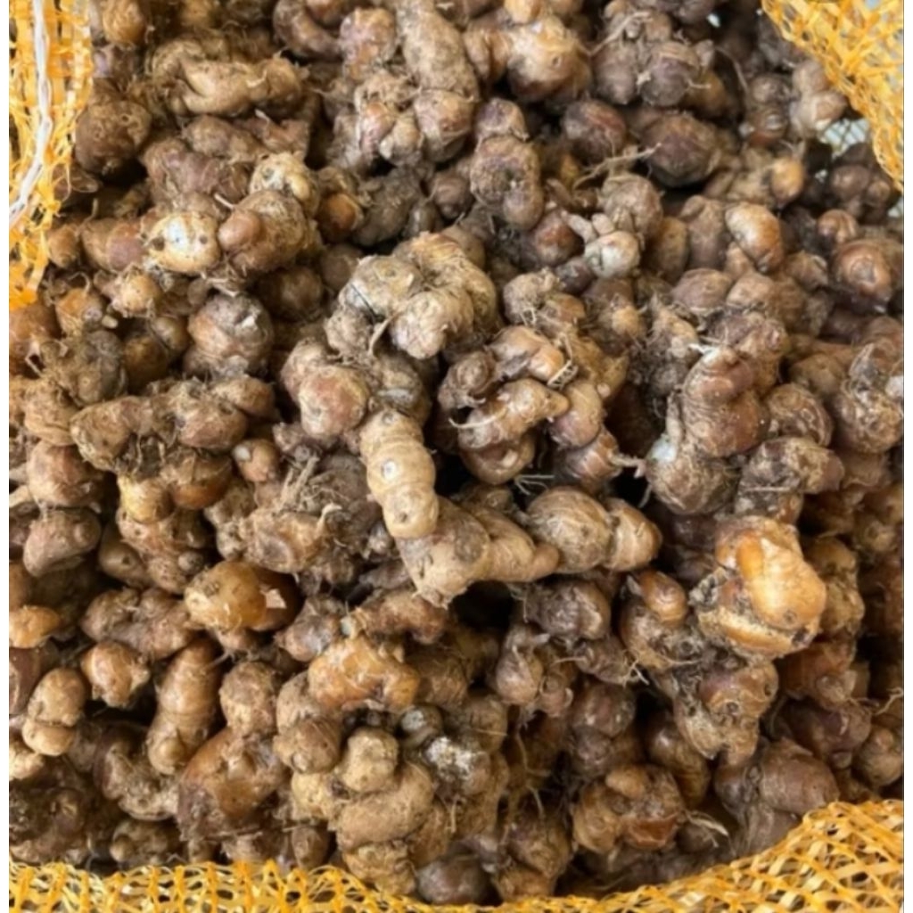 

KENCUR MURAH 100 gram