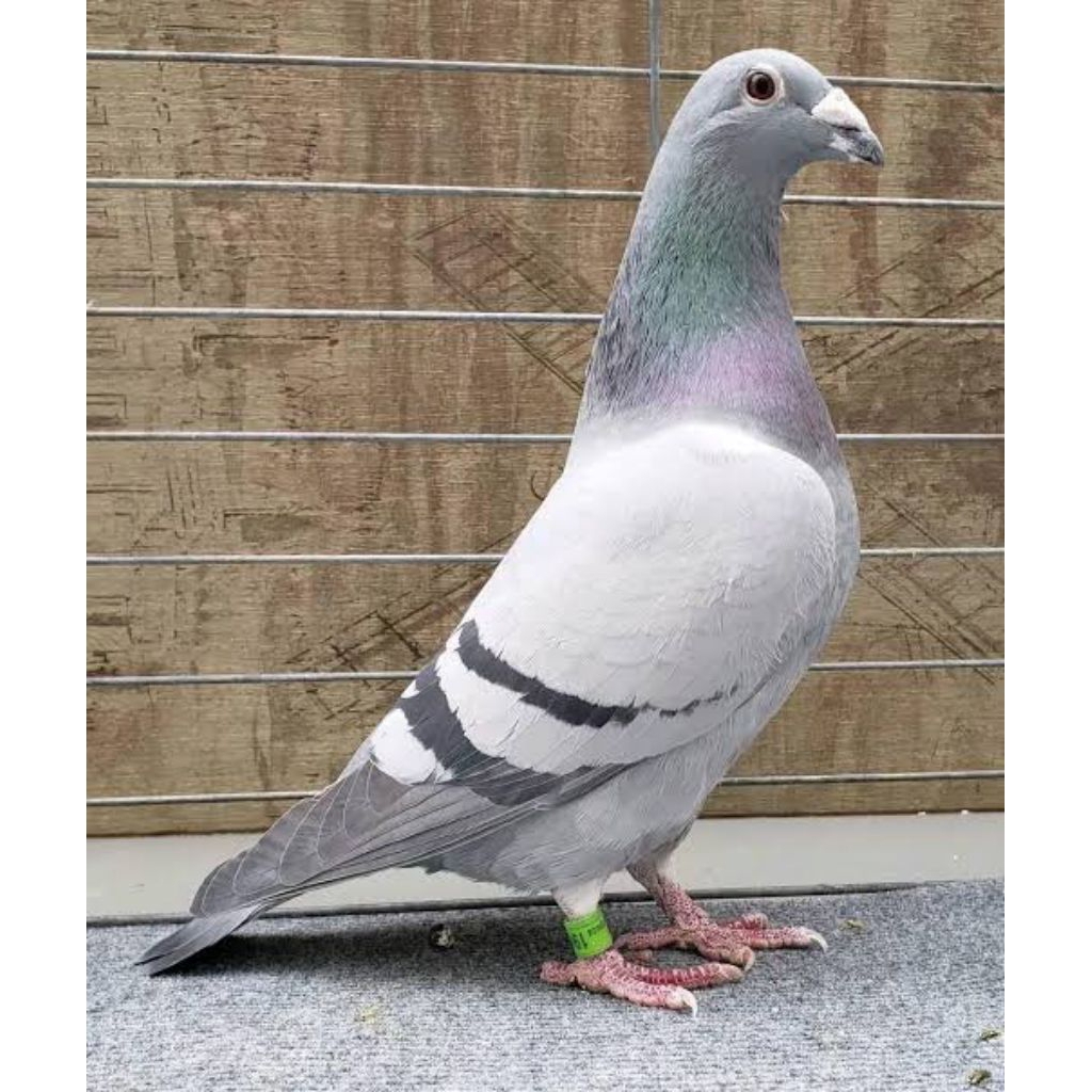 

Telur burung merpati pos untuk ditetaskan