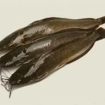 

LELE HIDUP SIAP DIMASAK 1KG