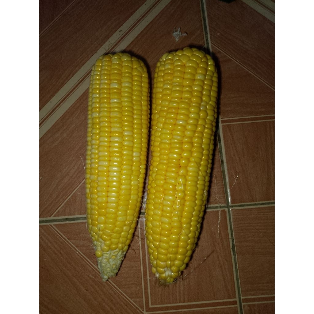 

Jagung Manis Segar