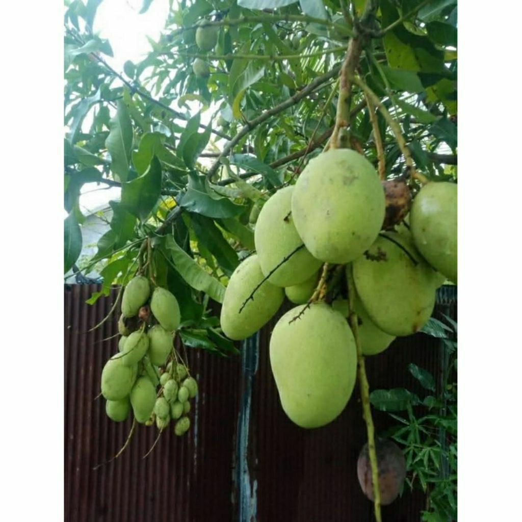 

mangga muda buat rujak petis 500 gram/ setengah kilo