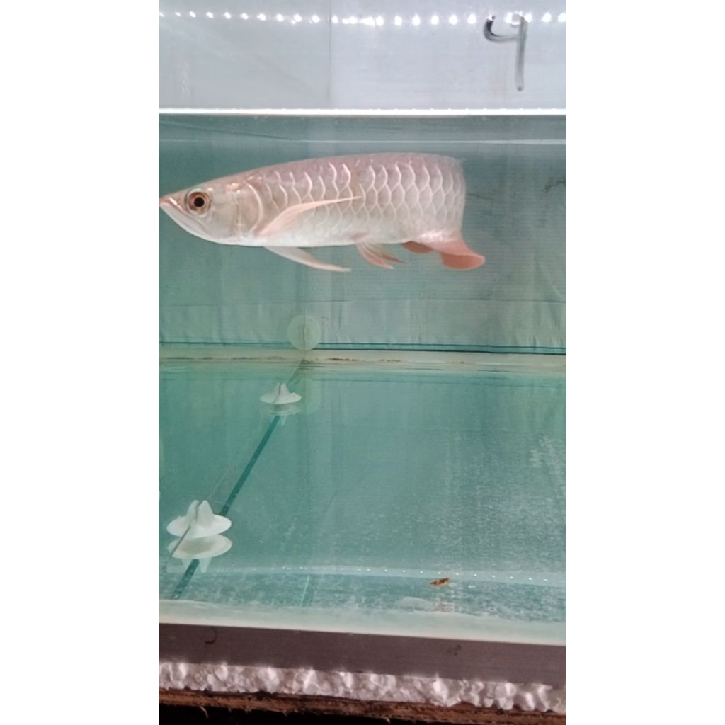 MURAH GOLDEN RED 20CM