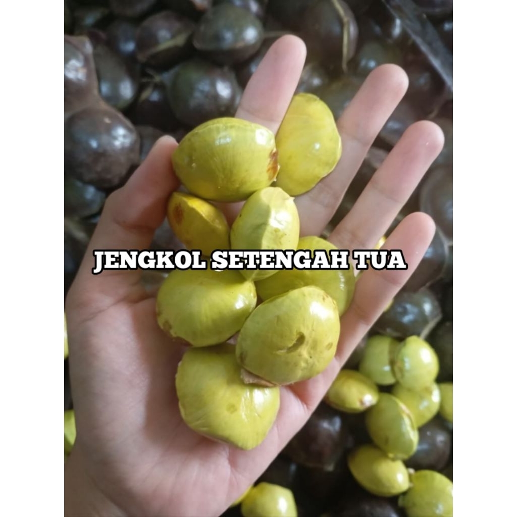 

Jengkol Sambal Setengah Tua Masih Kulit