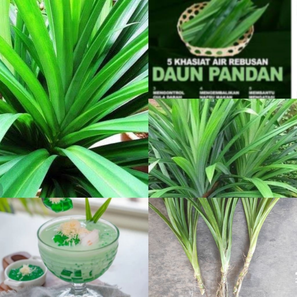bibit daun pandan wangi. pandan pengharum masakan juga bisa untuk pengobatan