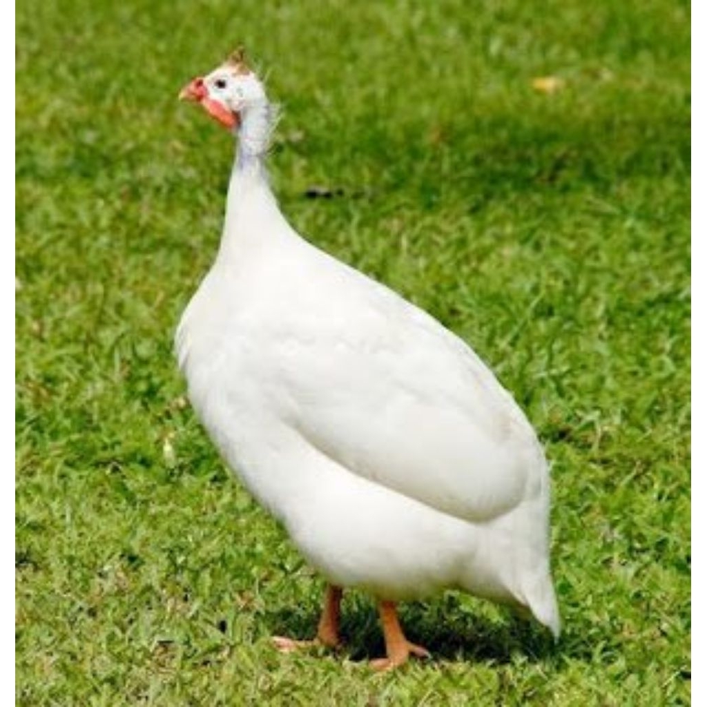 

Telur Tetas Ayam Mutiara Albino Fertil Buat ditetaskan