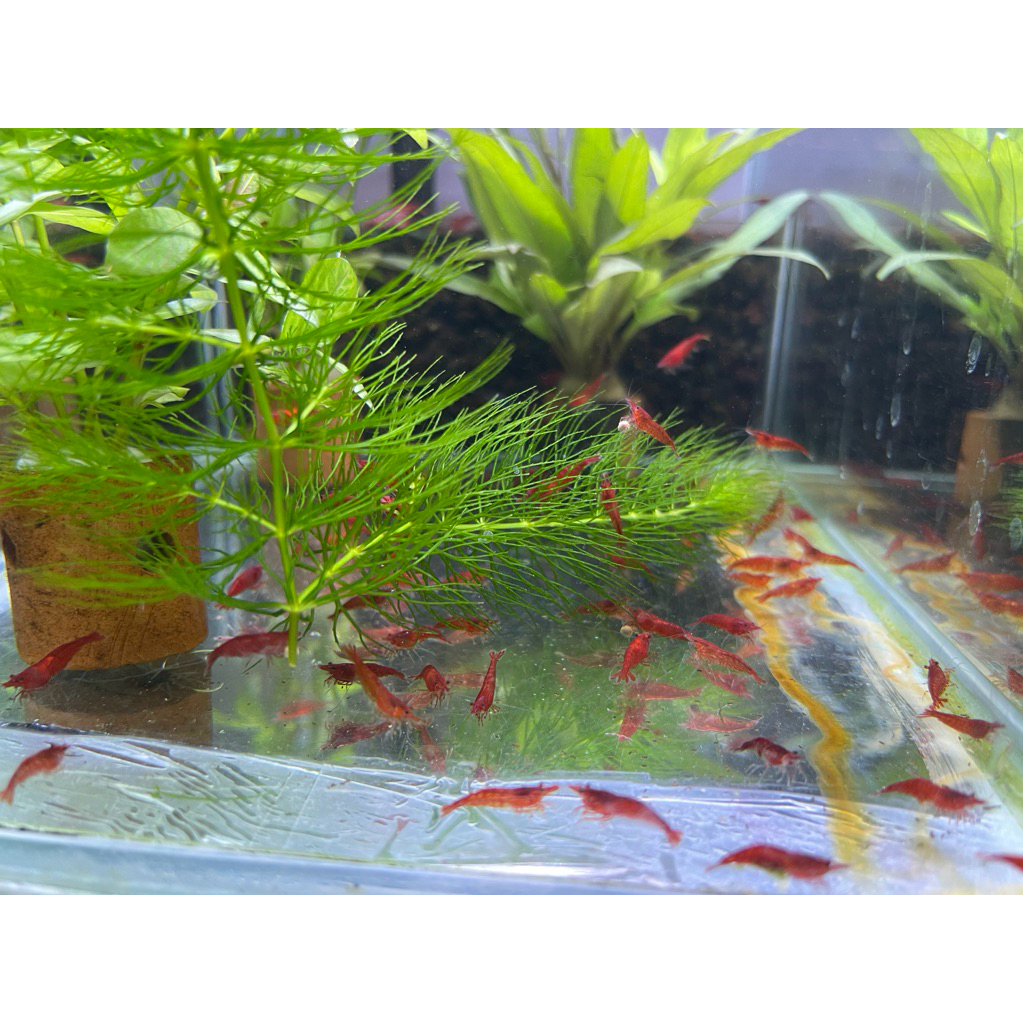 

udng cherry merah manis