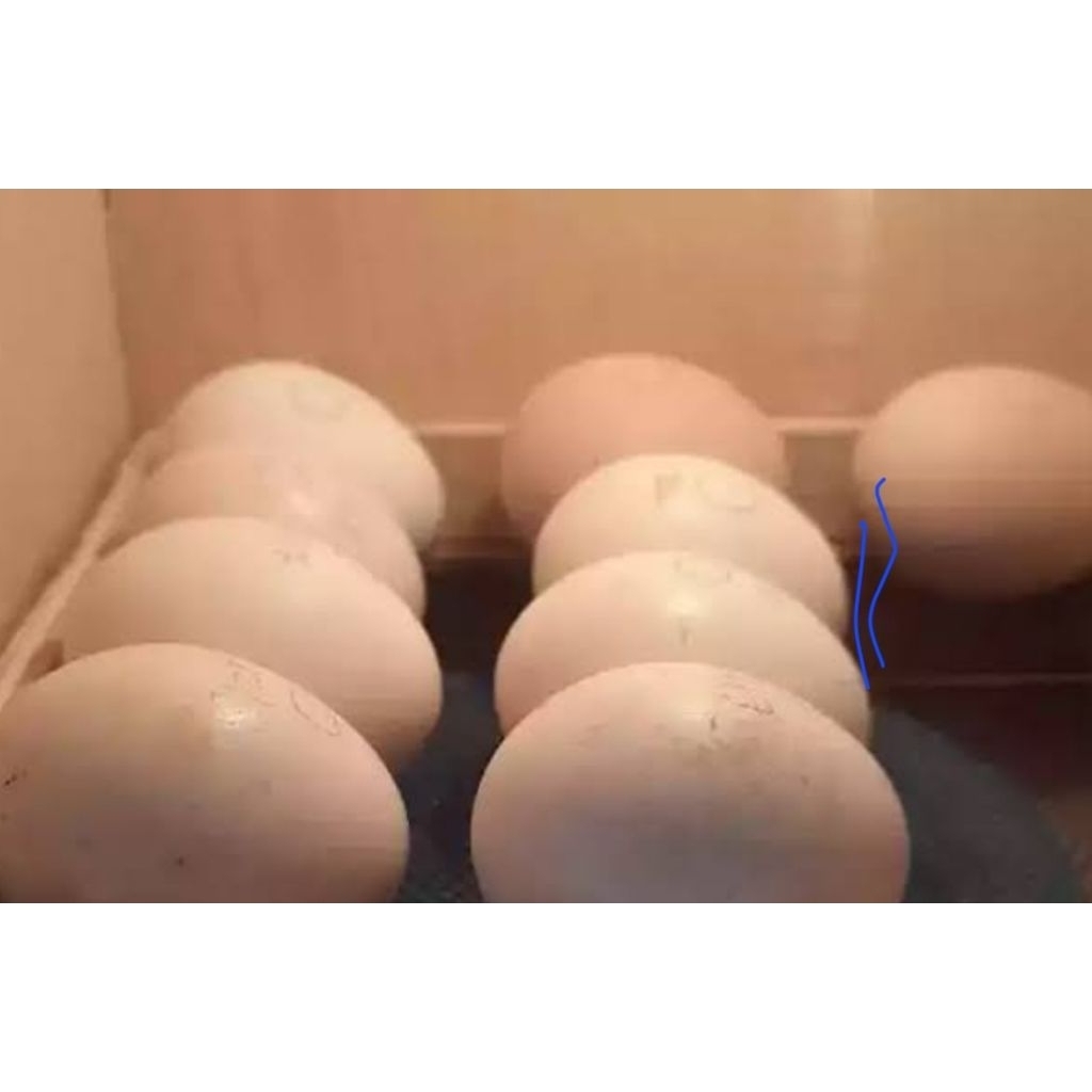 

TELUR FERTIL AYAM BANGKOK/SIAP TETAS