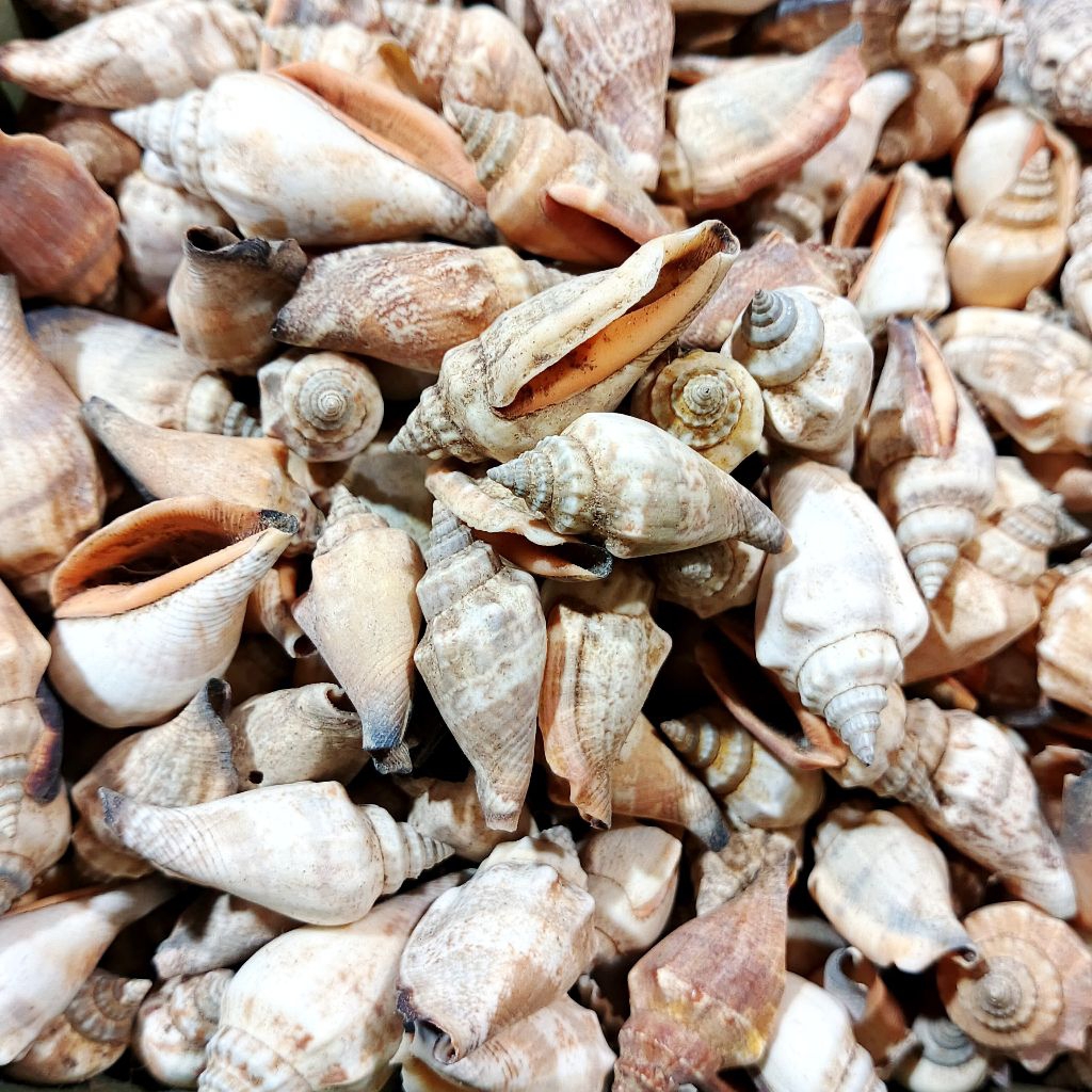 

Kerang bibir - kerang lambe - cangkang kerang hias - kerang untuk fotografi - kerang bahan kerajinan - kerang kecil