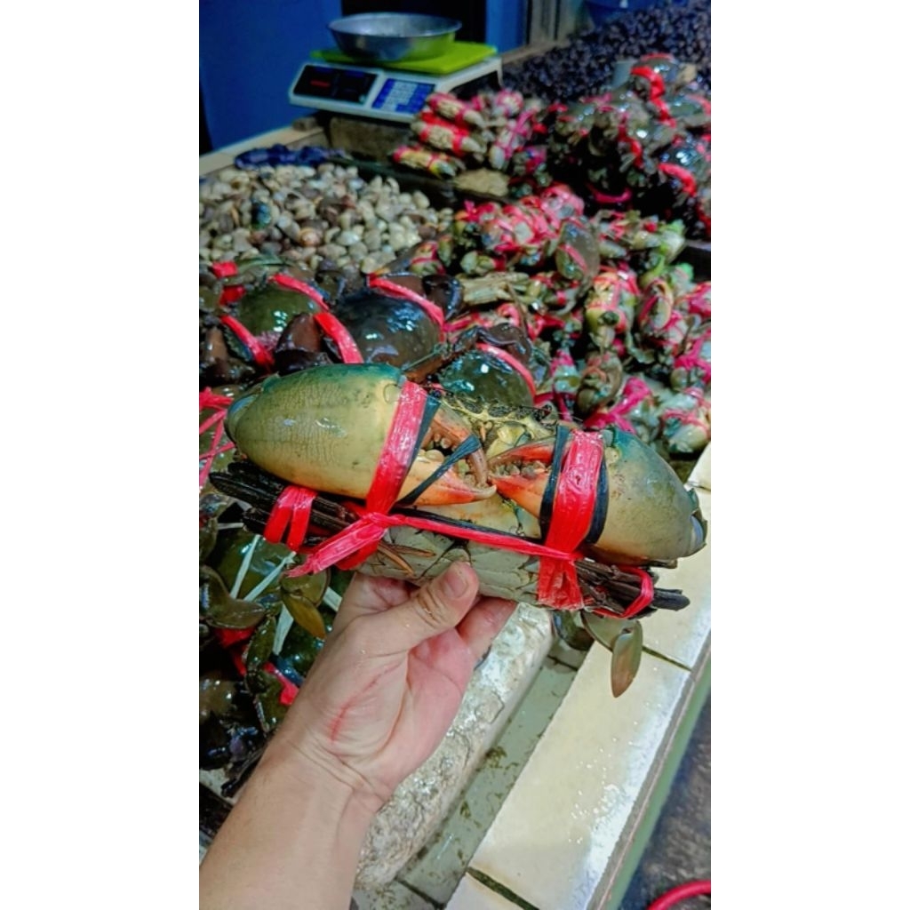 

kepiting bakau segar (hidup) 1kg isi 3-4