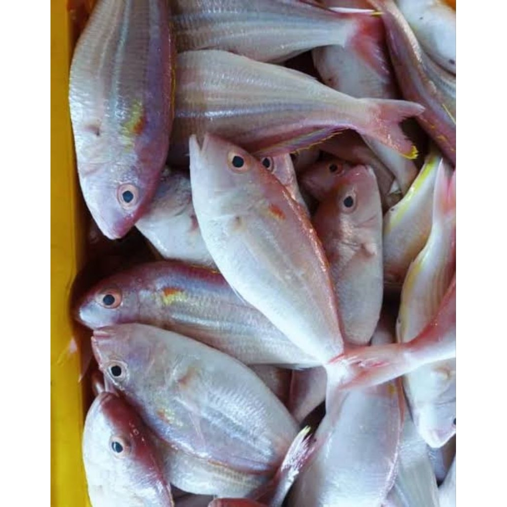 

Ikan Kuniran Segar - Cocok Untuk Goreng & Pepes