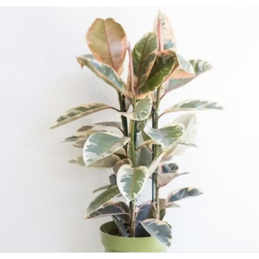 Pohon karet kebo varigata tamanan hias indoor pohon karet kebo varigata