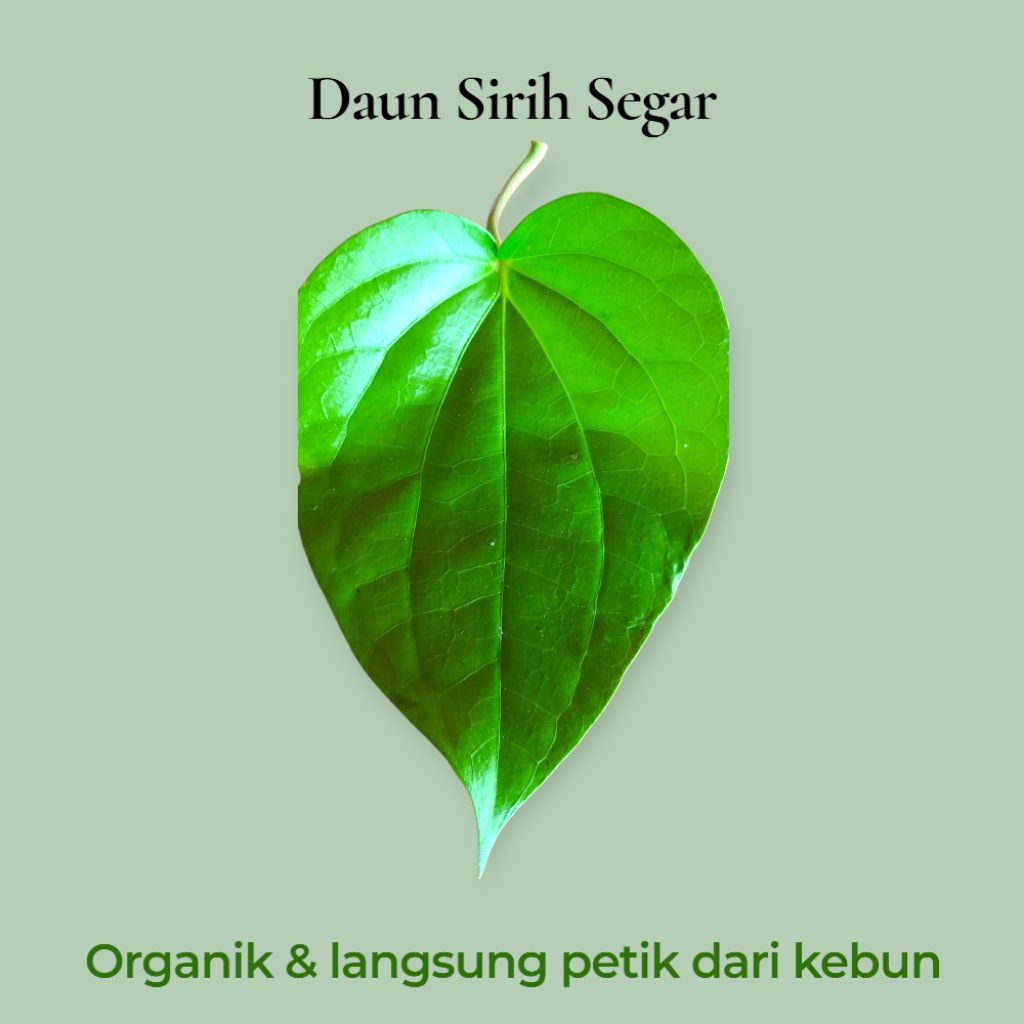 

Daun Sirih Segar | Daun Suruh | Langsung Petik dari Kebun
