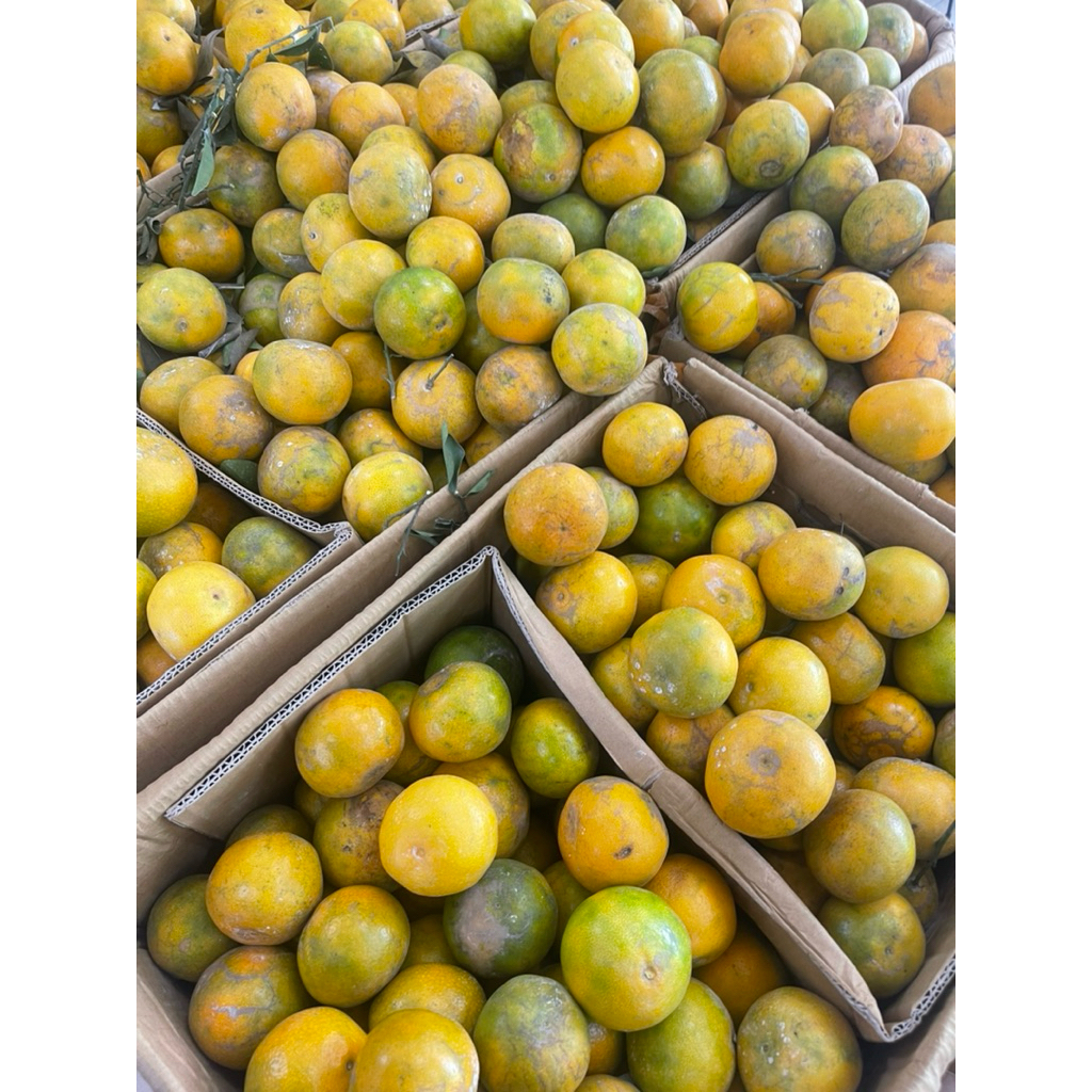 

Promo Jeruk Siam Madu Manis Fresh 1kg